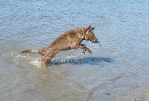 kutyakutya bottal a szájában vízben ugrál