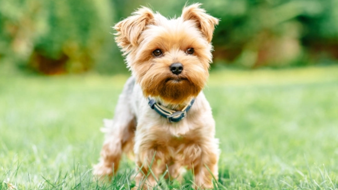 Kistestű yorkshire terrier kutya fűben áll