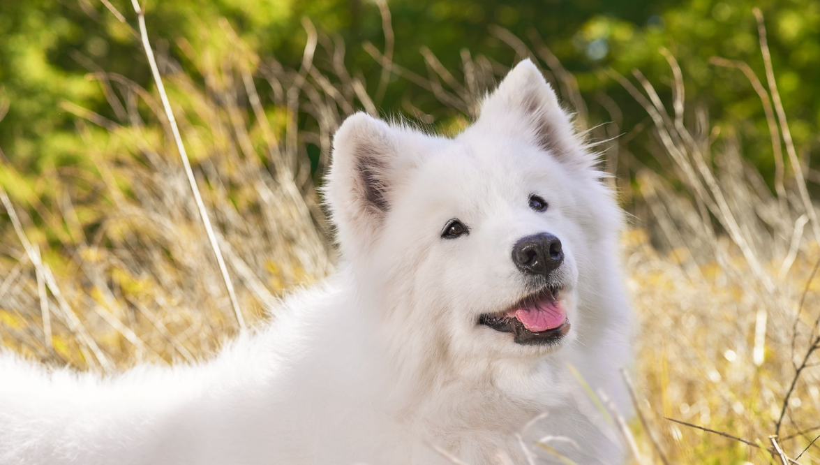 fehér spicc kutya a természetben