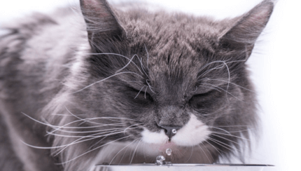 szürke cica betegnek tűnik vizet iszik
