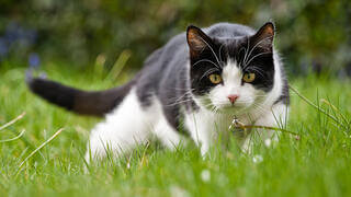 fekete-fehér cica a fűben figyel