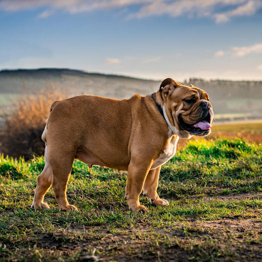 ráncos angol bulldog mezőn áll ősszel
