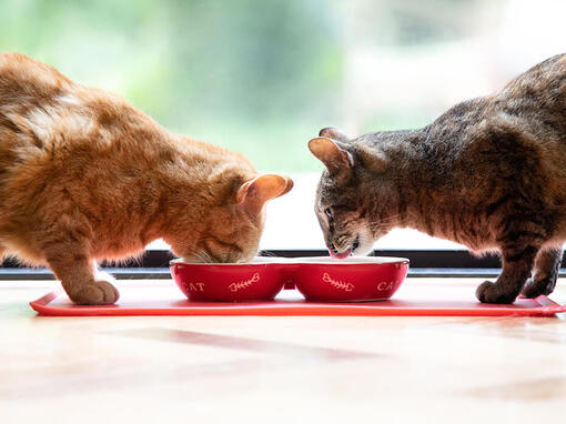 Két macska eszik egy piros tálból