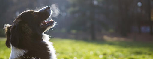 kutya lehellete meglátszik a hideg levegőben