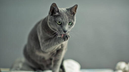 Orosz kék macska mossa a mancsát