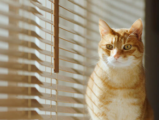Vörös cirmos cica az ablakban ül