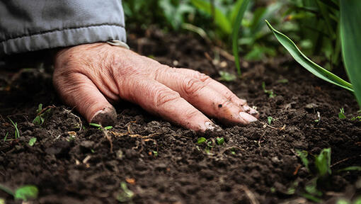 Földművelést folytató dolgos kéz a talajon