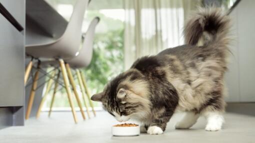 maine coon cica konyhában eszik