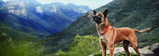 barna kutya természetben hegyek háttérben