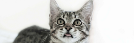 fekete-fehér kép cirmos cicáról