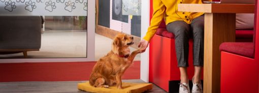 kistestű kutya munkahelyen pacsit ad Purina