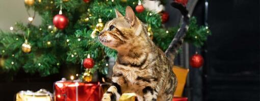 cirmos cica ajándékokkal karácsonyfa alatt