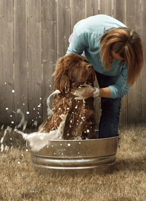 gazdi kutyáját fürdeti a kertben