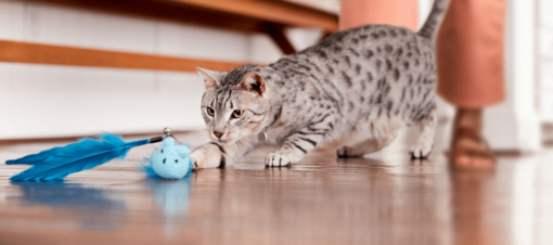szürkecirmos macska tollas cicajátékkal játszik