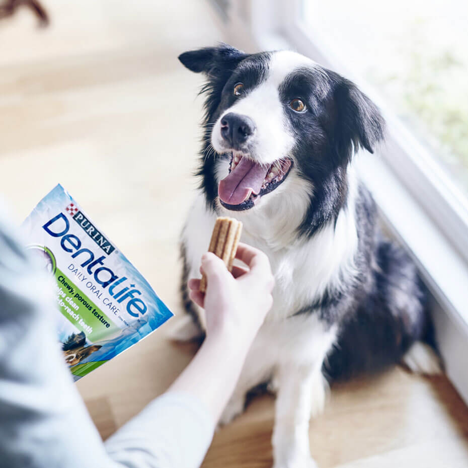 Border collie Dentalife fogápoló jutalomfalatot kap