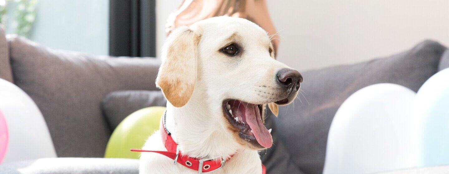 Arany Labrador retriever piros gallérral és szájjal nyitva