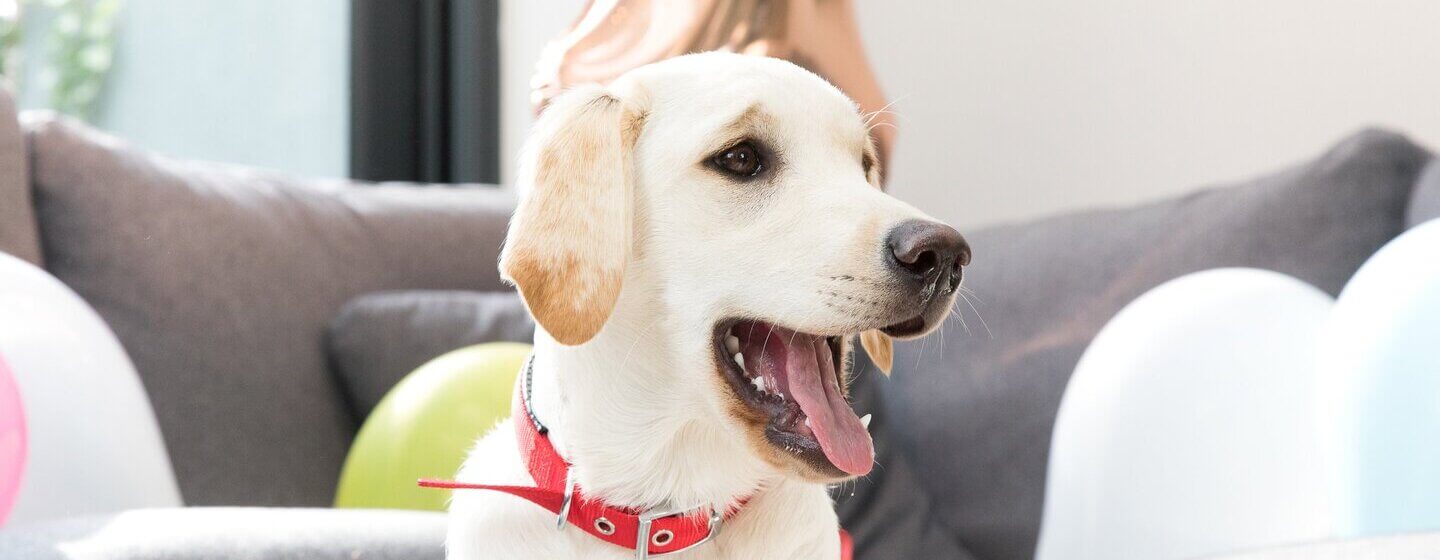 fiatal labrador ül a lakásban