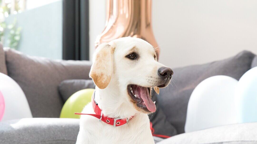 Arany Labrador retriever piros gallérral és szájjal nyitva