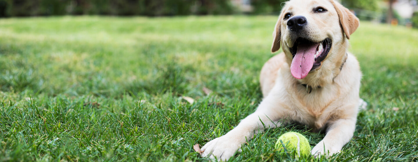 labrador a fűben teniszlabdával