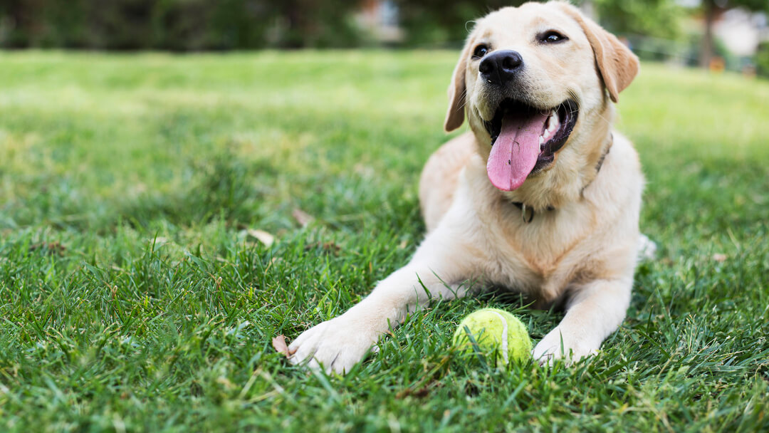 labrador a fűben teniszlabdával