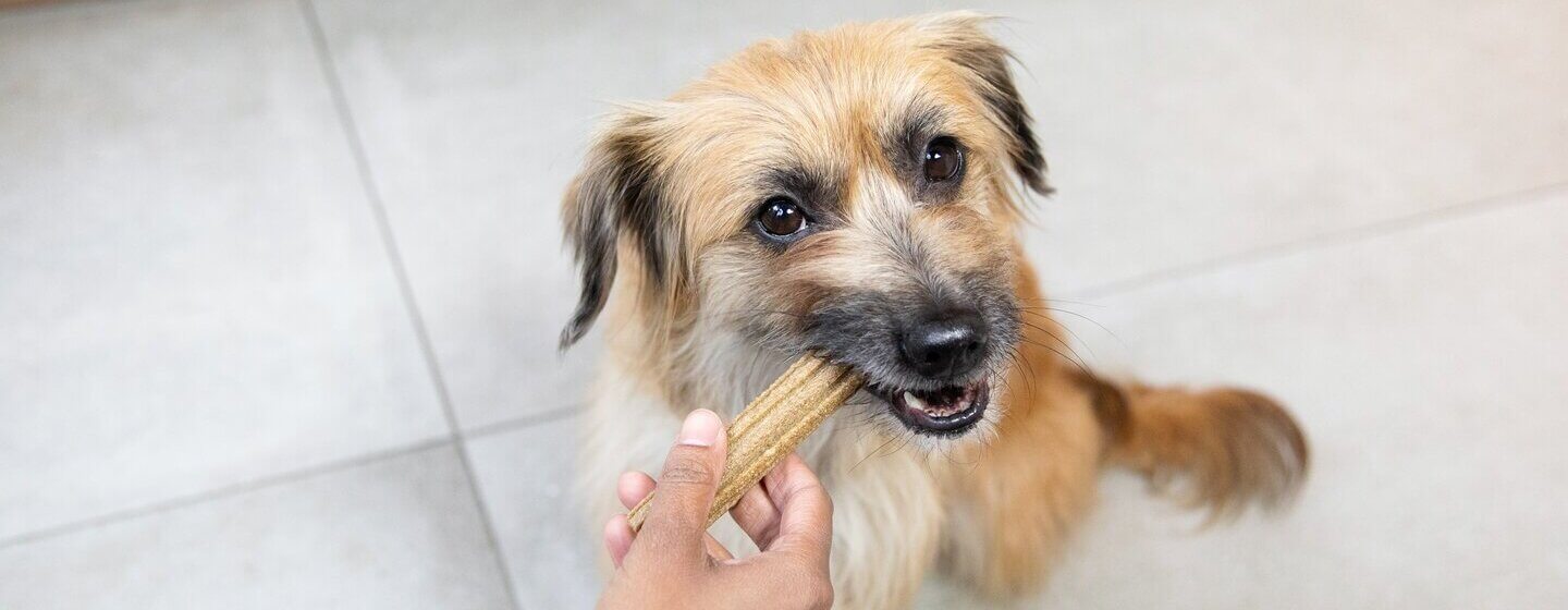 kistestű kutya dentalife fogápoló jutalomfalatot kap