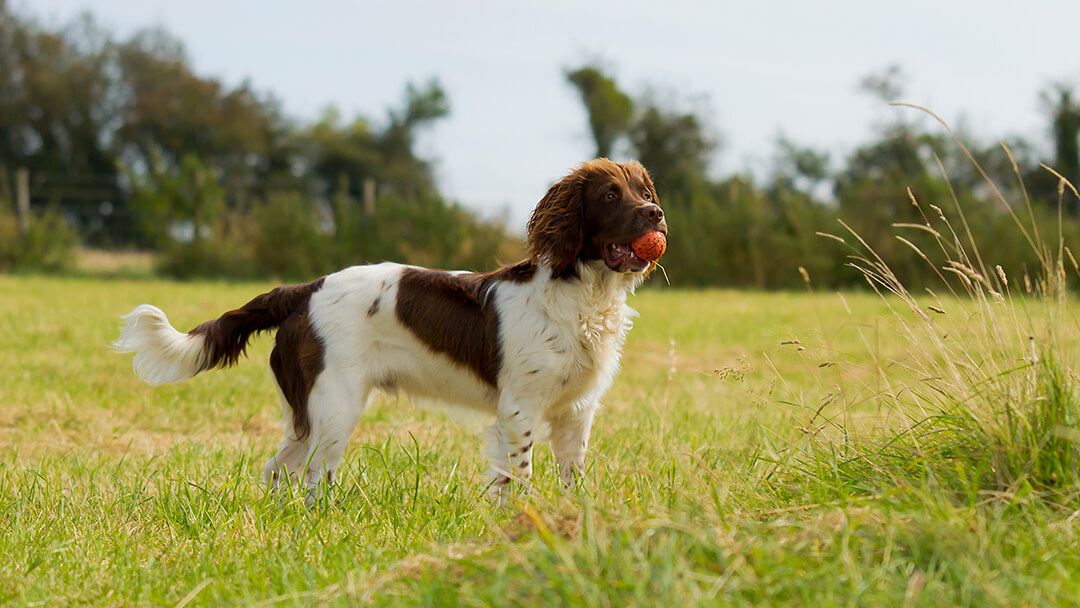 Kutya állva golyós játékkal a mezőben