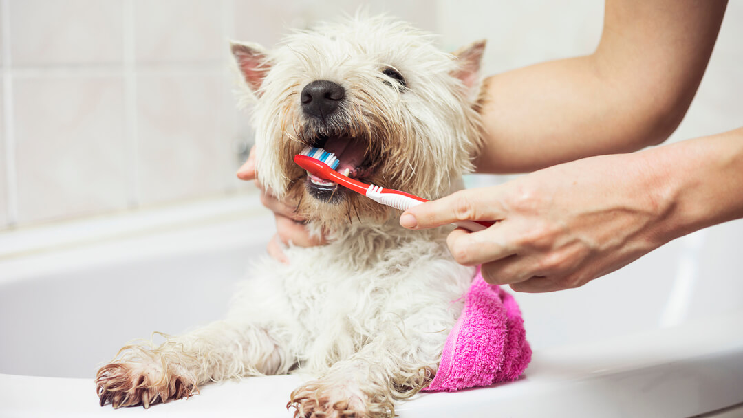 westie kutya fogait fogkefével tisztítják