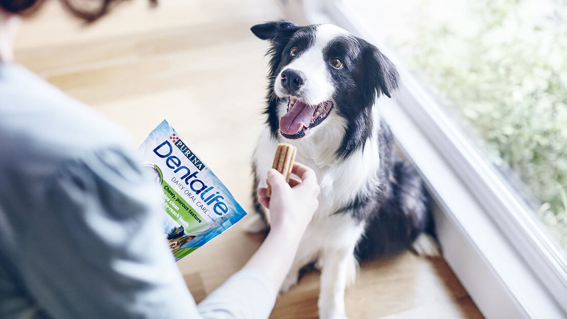 border collie dentalife fogápoló jutalomfalatot kap