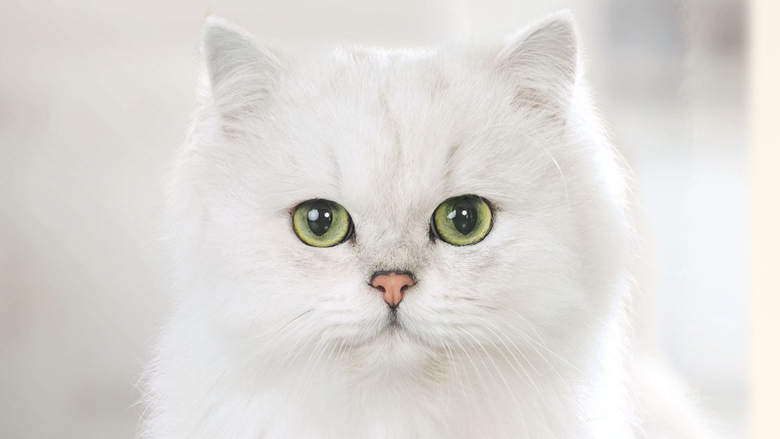 GOURMET fehér perzsa macska szemből fotózva