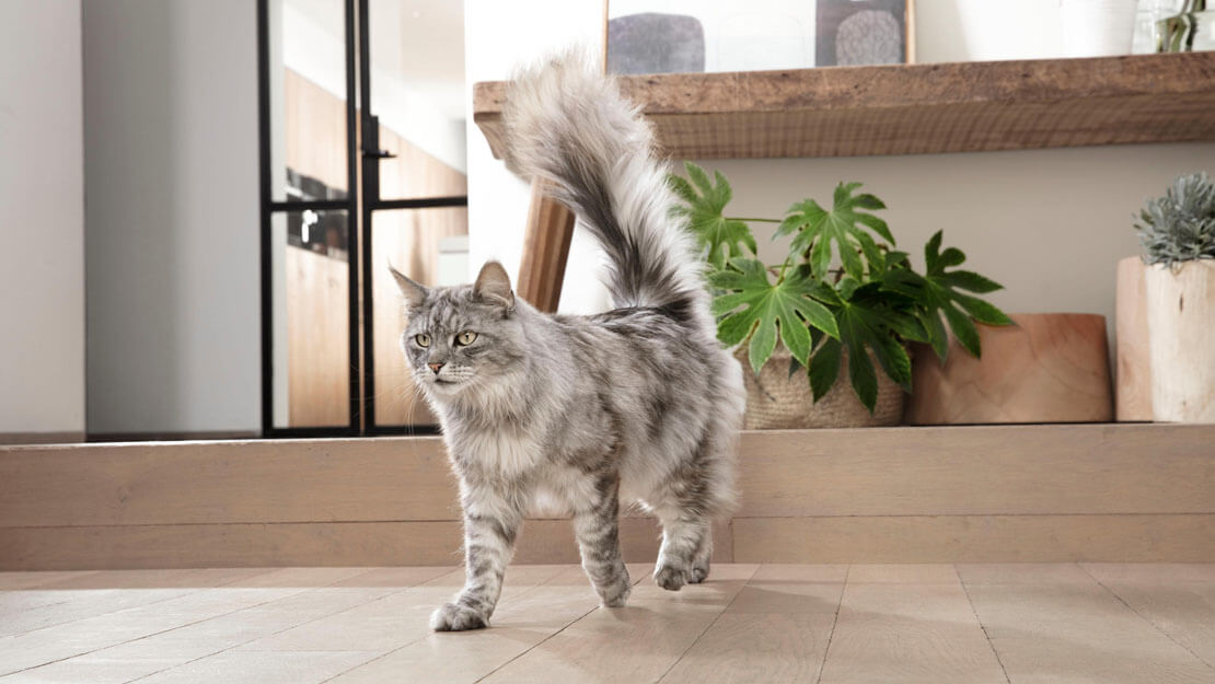 szürke maine coon macska sétál lakásban