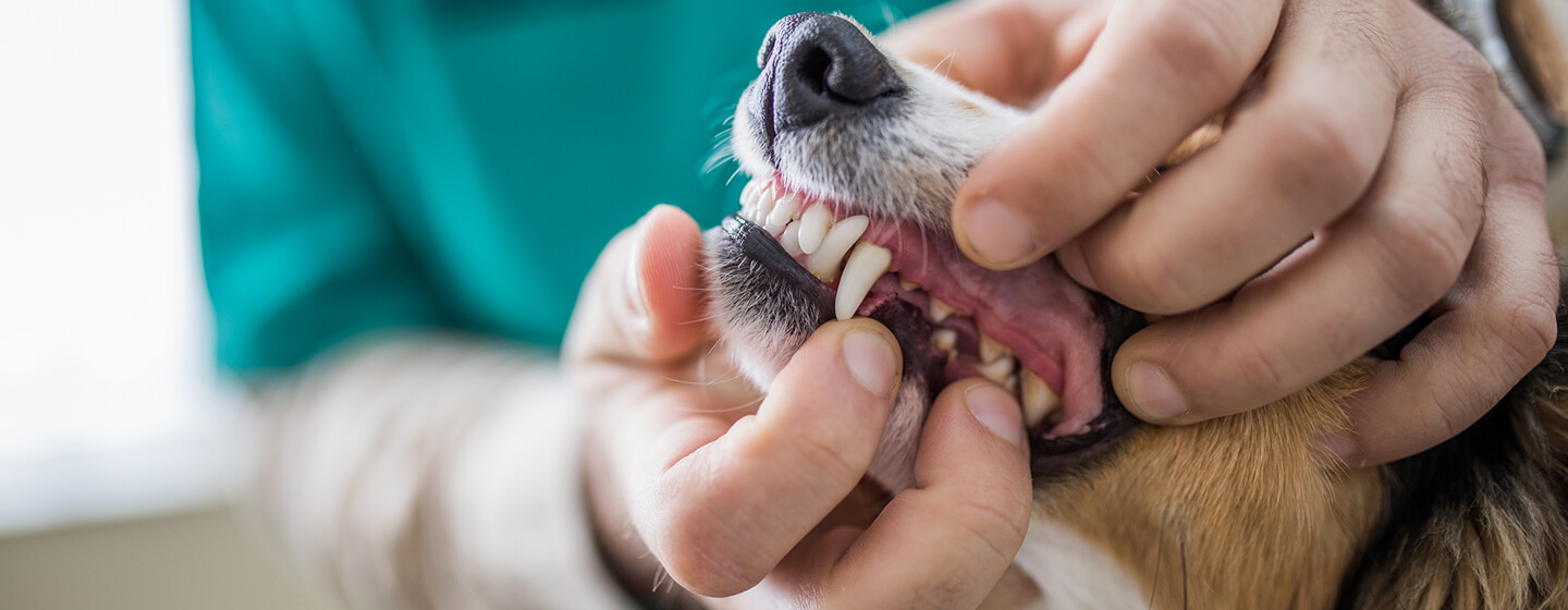 állatorvos kutya ínyét felhúzva szemrevételezi fogait