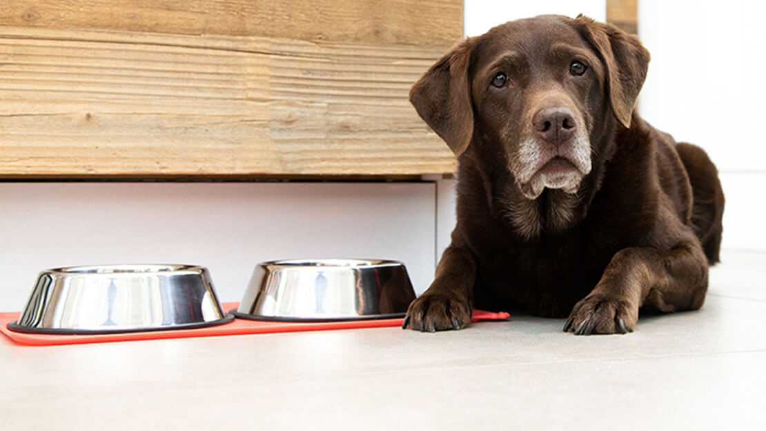 idős labrador fekszik tál kutyaeledel mellett