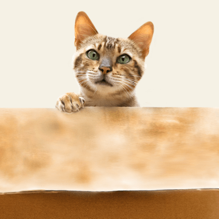 bengáli macska előbújik fotó szemből