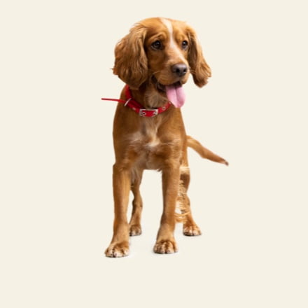 érdeklődő fiatal kutya piros nyakörvvel
