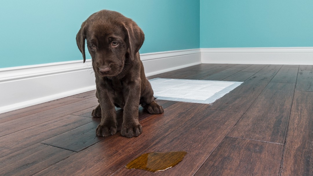 Labrador puppy urinating on the floor