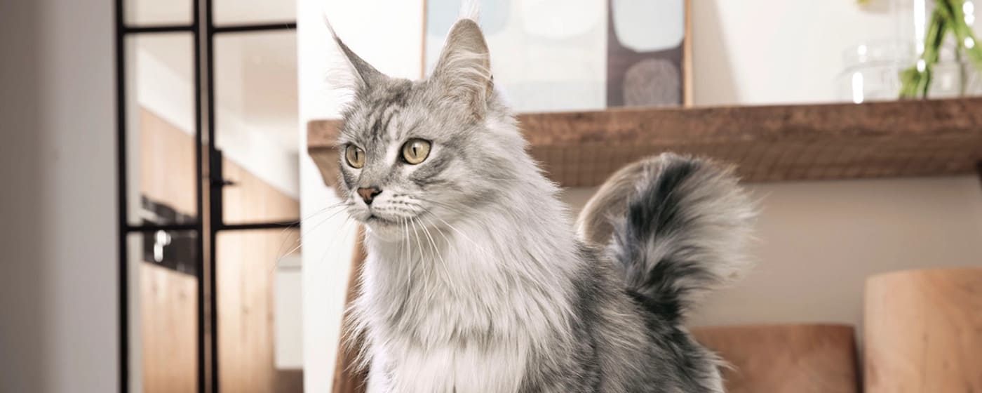 szürke maine coon cica Purina ONE