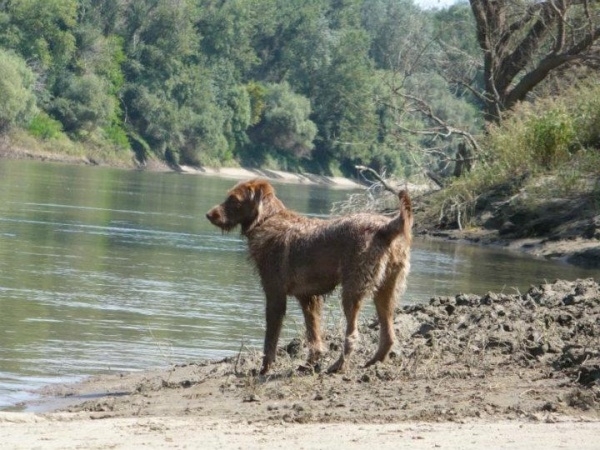 drótszőrű kutya a folyóparton