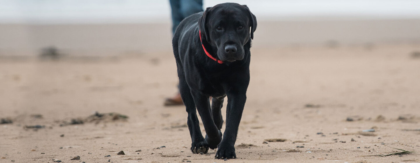 fekete labrador a tengerparton sétál