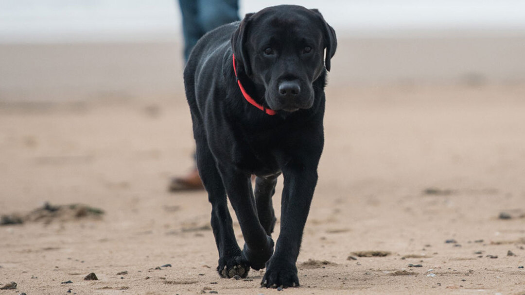 Fekete kutya sétál a tengerparton