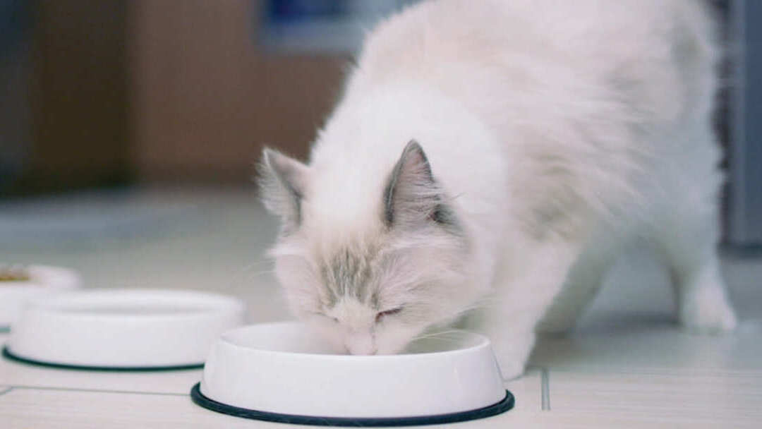Fehér macska eszik