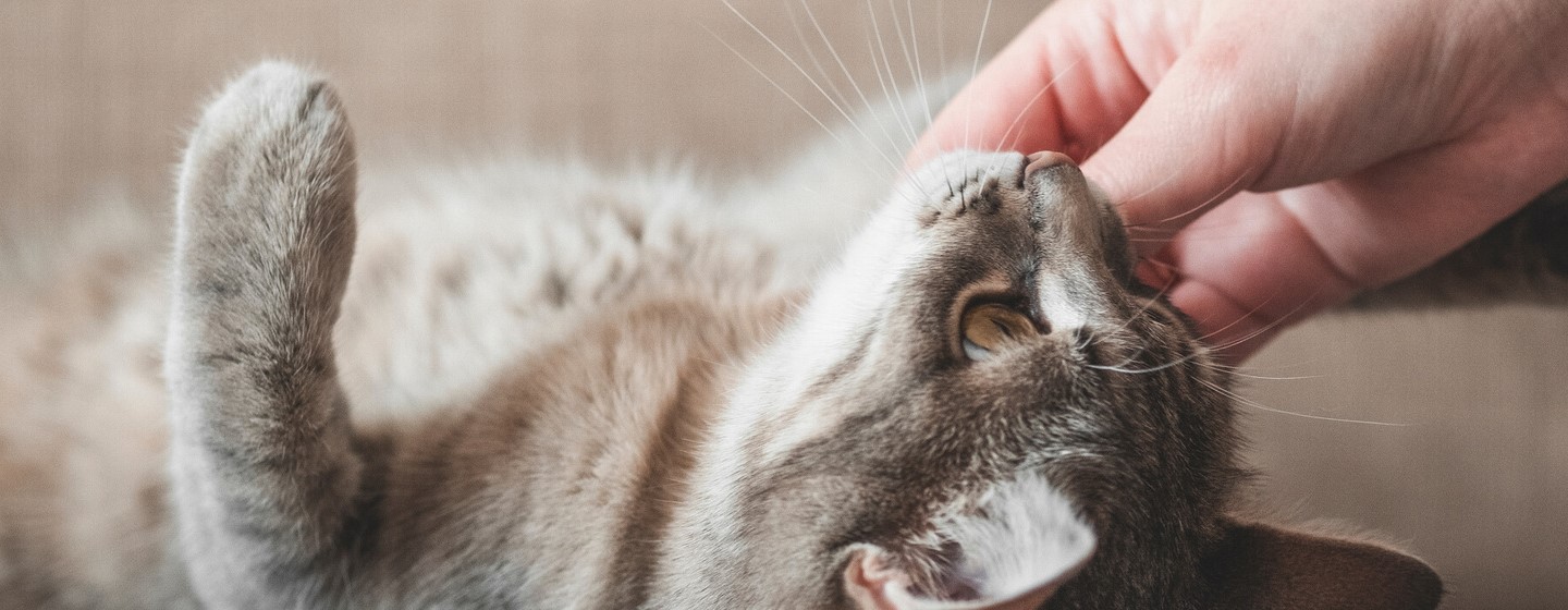 Minden, amit az ivartalanított macskák gondozásáról tudni érdemes