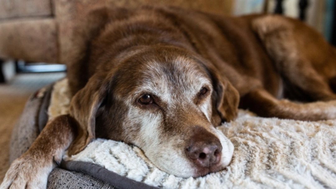 idős barna kutya fekhelyén pihen