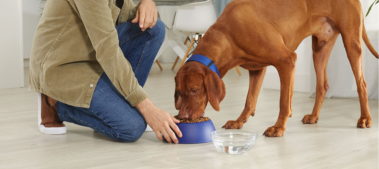 Ridgeback vizsla kutyaeledelt eszik tálból lakásban