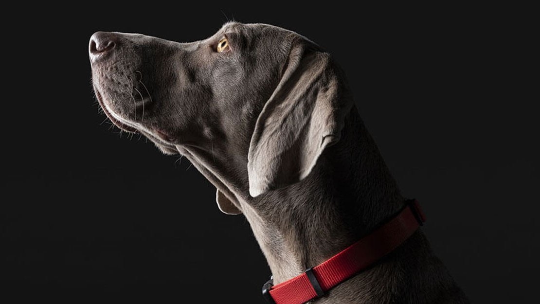 Weimari vizsla feje közelről fekete háttérrel