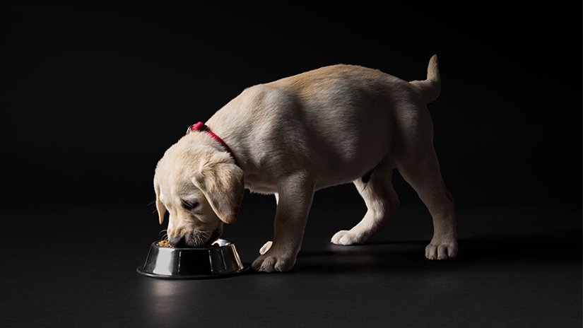 két fekete kölyök labrador sötét háttérrel