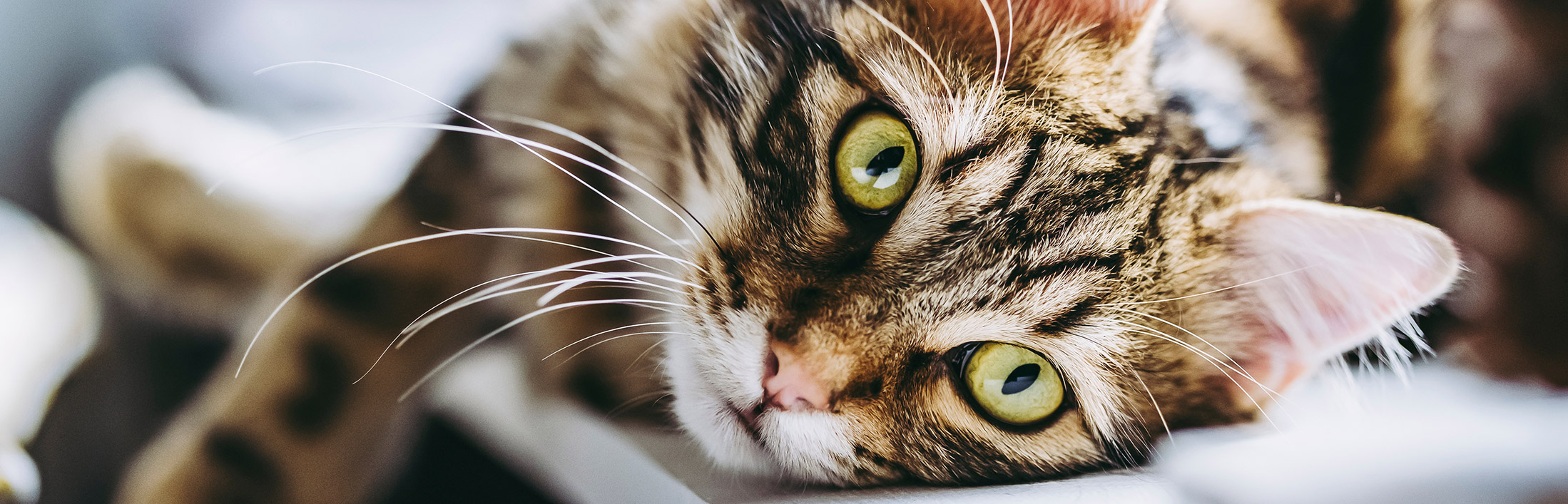 cirmos cica zöldes szemmel közeli kép