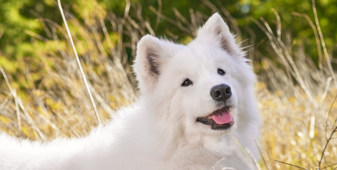 fehér spicc kutya a természetben