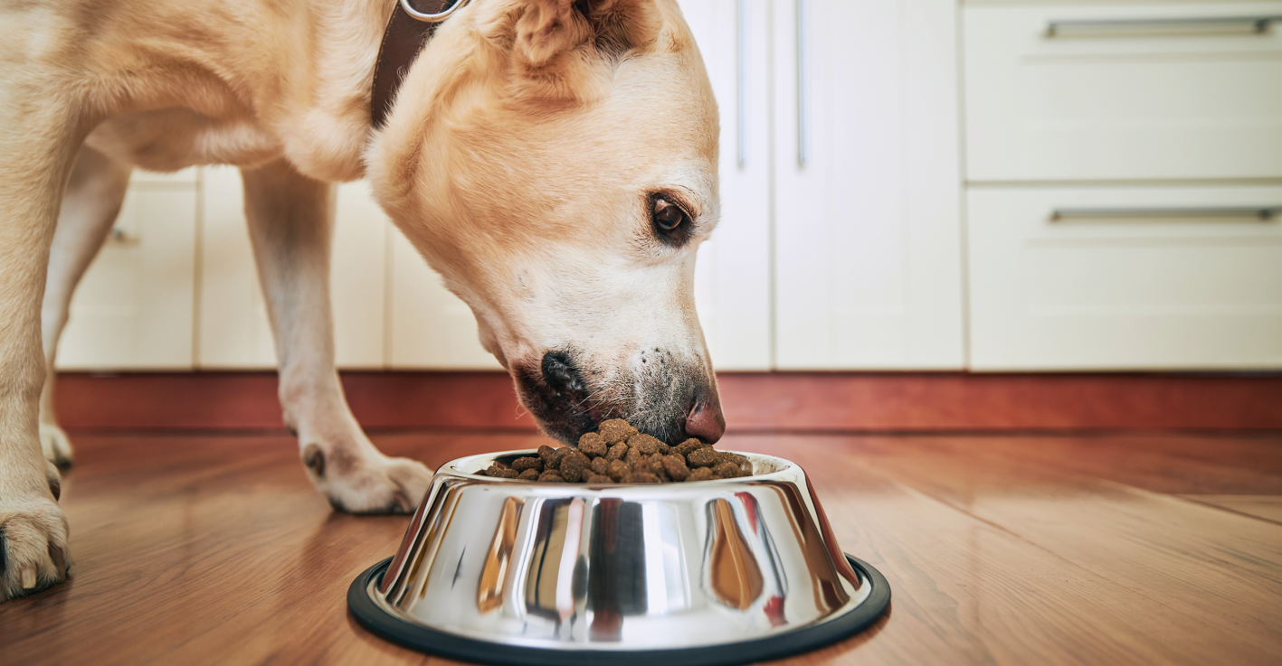 zsemleszínű kutya konyhában fém tálból eszik