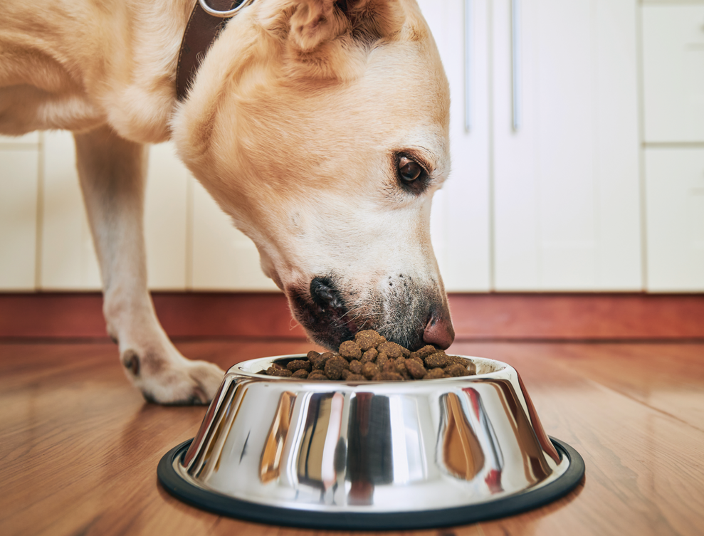 zsemleszínű kutya fém tálból eszik teaser