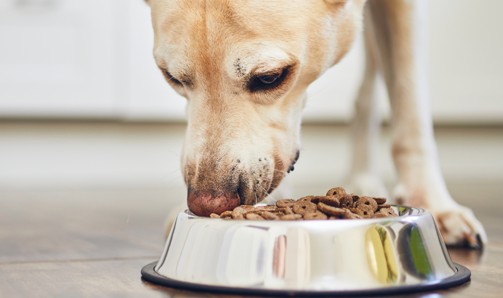 kutya fém tálból eszik lakásban teaser